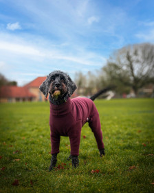 Hundeanzug, Maulbeere Hundeanzug, Maulbeere