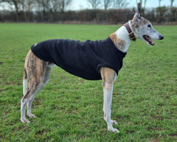 Hundepullunder, Schwarz Hundepullunder, Schwarz