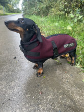 Hundejacke, Maulbeere