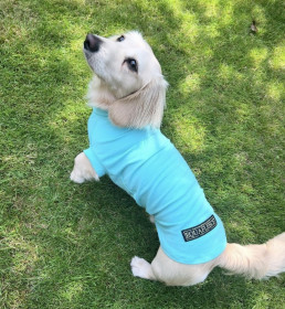 T-Shirt-Torso, Minzgrün T-Shirt-Torso, Minzgrün