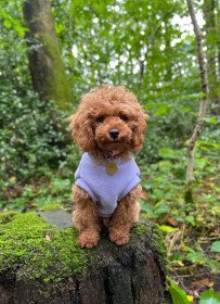 Hundepullunder, Lavendel Hundepullunder, Lavendel