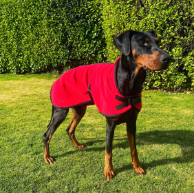 Hundejacke, Rot Hundejacke, Rot