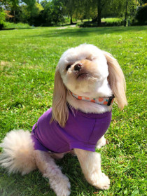 T-Shirt-Torso, Amethyst T-Shirt-Torso, Amethyst