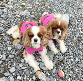 T-Shirt-Torso, Himbeere T-Shirt-Torso, Himbeere