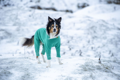 Hundeanzug, Grüne Minze Hundeanzug, Grüne Minze